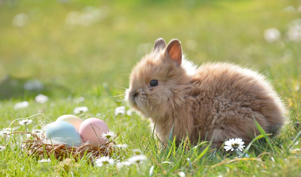 easter, easter bunny, egg