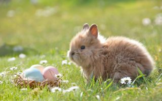 easter, easter bunny, egg